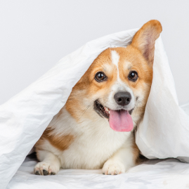 PAWPAWオリジナル商品３点セットご紹介