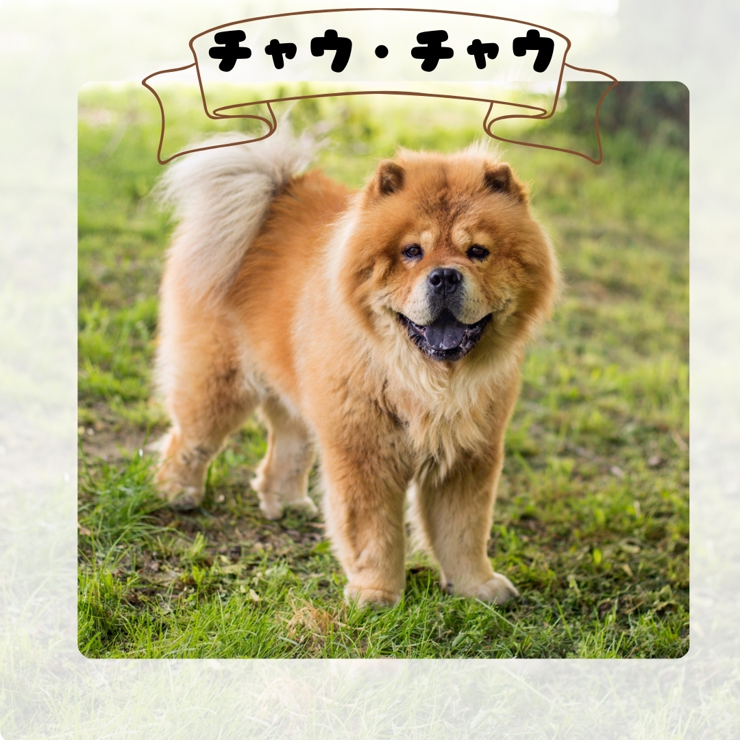 チャウ・チャウ