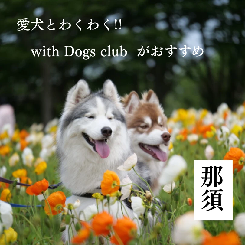 愛犬とわくわく！with Dogs clubがおすすめ