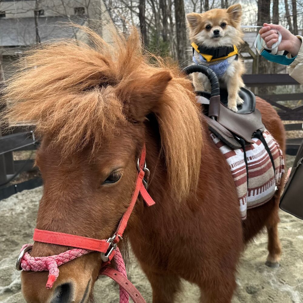 ゆったり向け｜ゆったり那須ステイコース