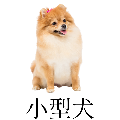小型犬