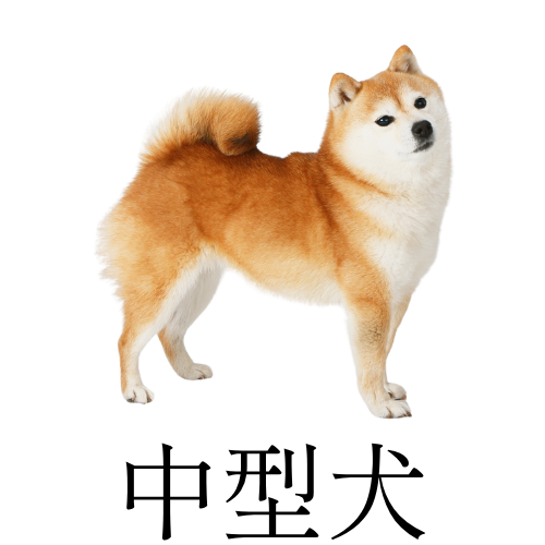 中型犬
