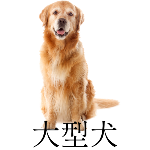 大型犬