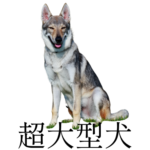 超大型犬